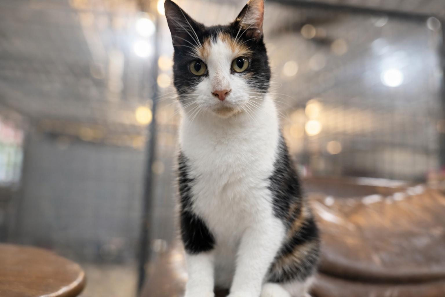 Enlarge Ginger and Daisy , a ADOPTABLE Calico in North Vernon, IN image 1/6
