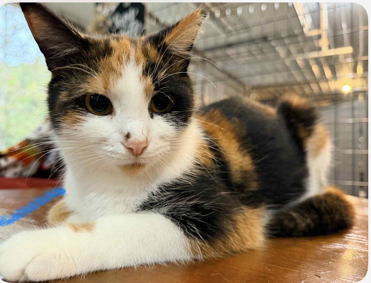 Ginger and Daisy — thumbnail 3