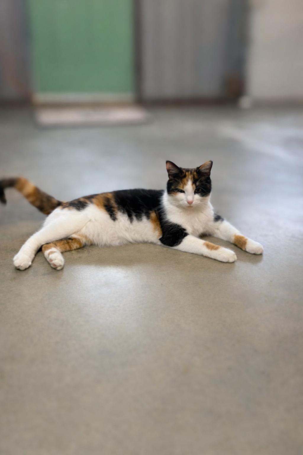 Enlarge Ginger and Daisy , a ADOPTABLE Calico in North Vernon, IN image 4/6