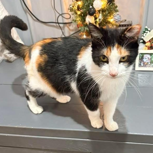 Enlarge Ginger and Daisy , a ADOPTABLE Calico in North Vernon, IN image 5/6