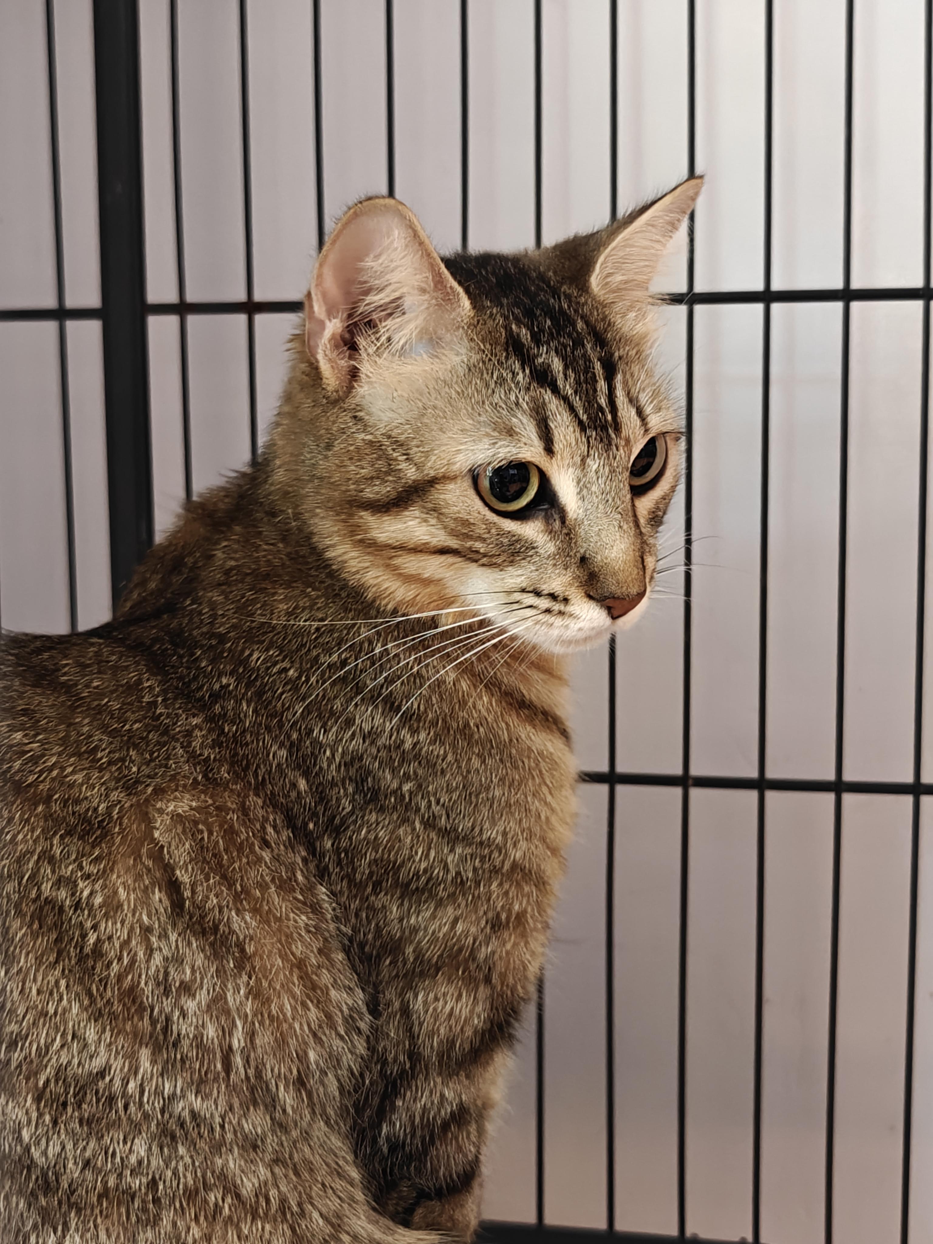 Iris, a ADOPTABLE Domestic Short Hair in New Britain, CT image 2/2