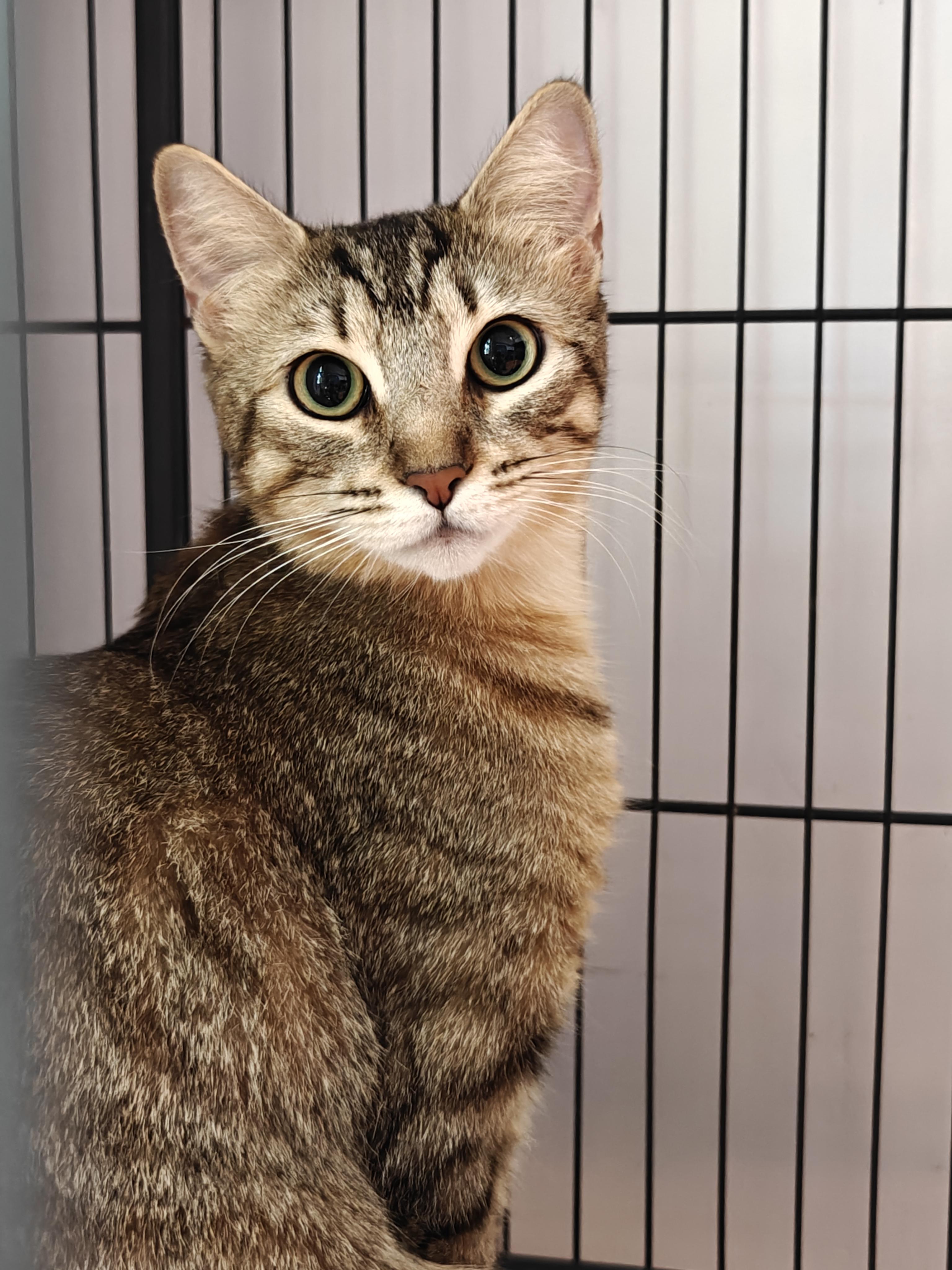 Iris, ADOPTABLE, Young Female Domestic Short Hair.