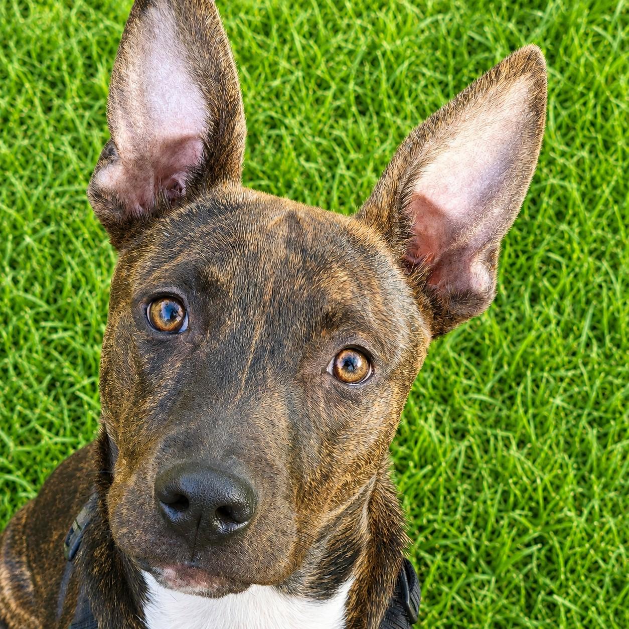 Enlarge Leggs, a Adopted mixed breed in Georgetown, TX image 5/6