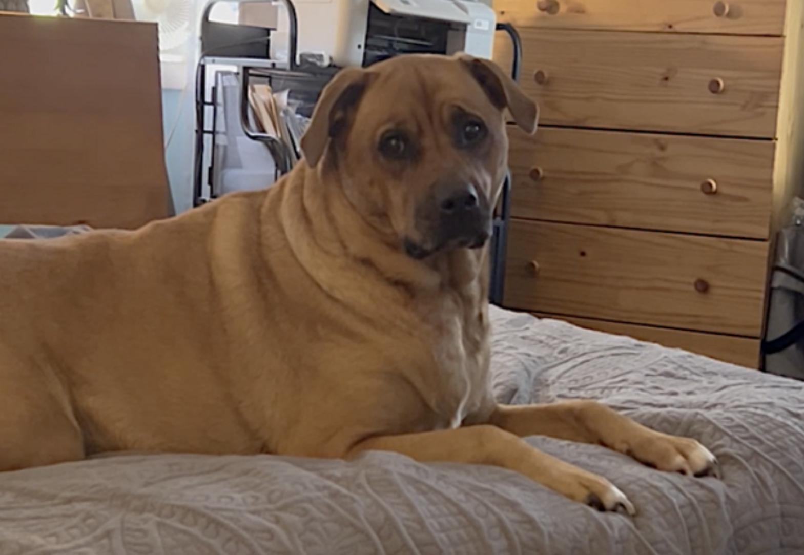 Enlarge Misty, a Adoptable mixed breed in Amherst, MA image 3/6