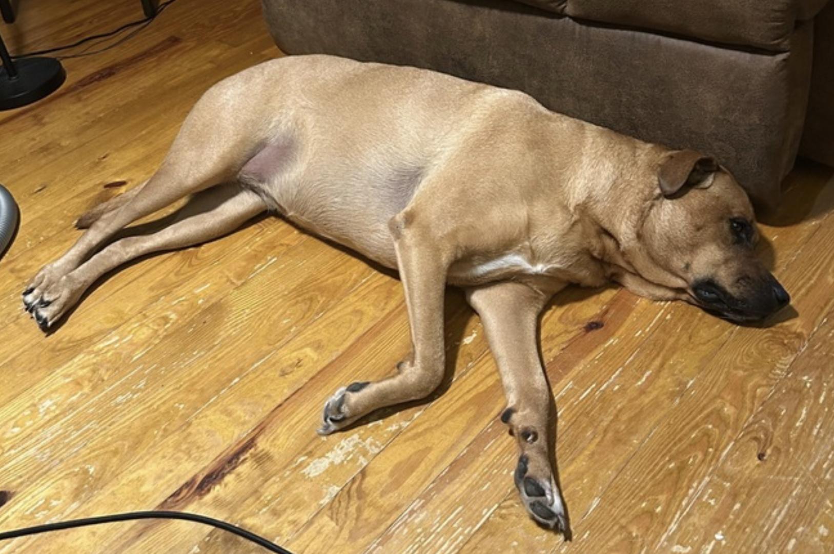 Enlarge Misty, a Adoptable mixed breed in Amherst, MA image 5/6