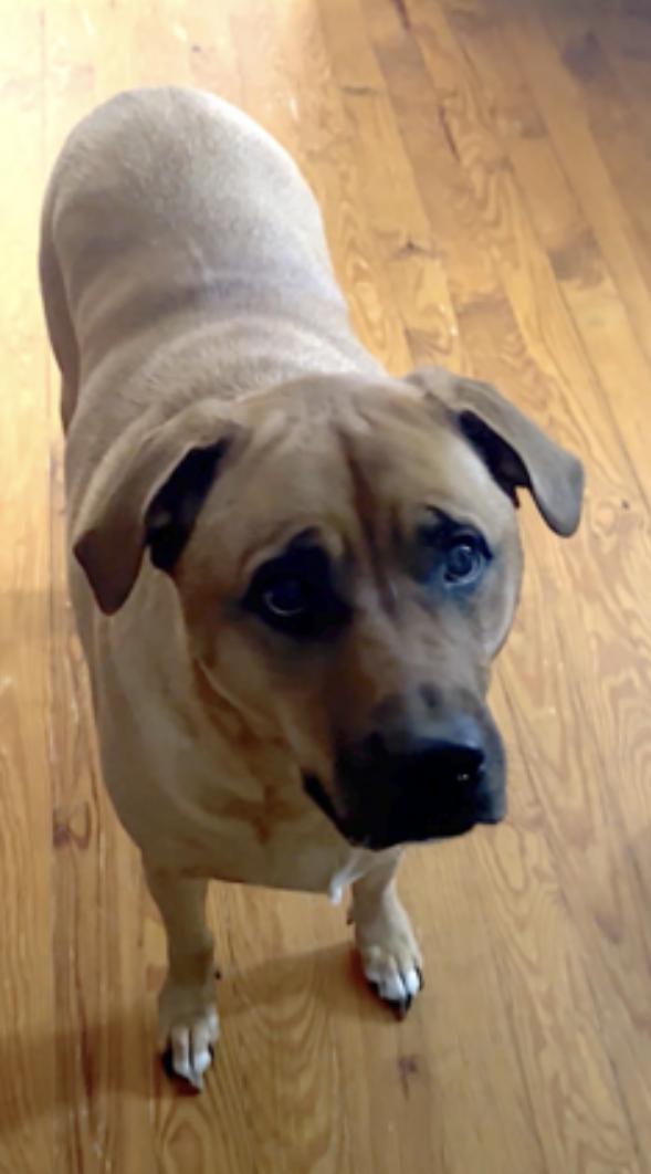 Enlarge Misty, a Adoptable mixed breed in Amherst, MA image 2/6
