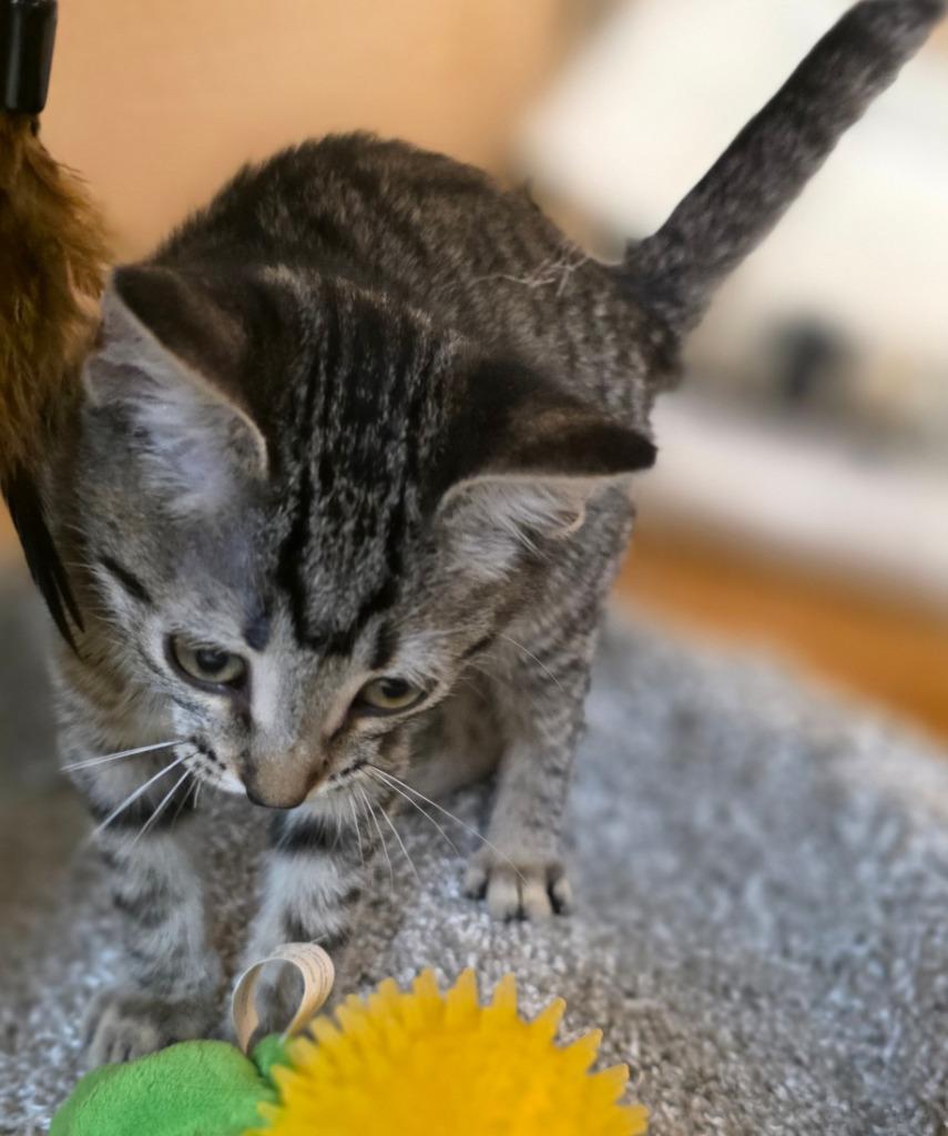 Peyton, Adopted, Kitten Female Domestic Short Hair.
