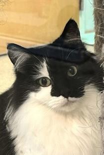 Candace, Adoptable, Adult Female Domestic Medium Hair & Domestic Short Hair.