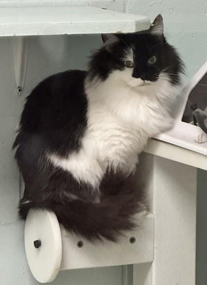 Candace, Adoptable, Adult Female Domestic Medium Hair & Domestic Short Hair.