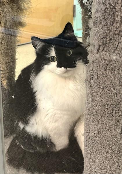 Enlarge Candace, a Adoptable mixed breed in Palm Coast, FL image 3/3