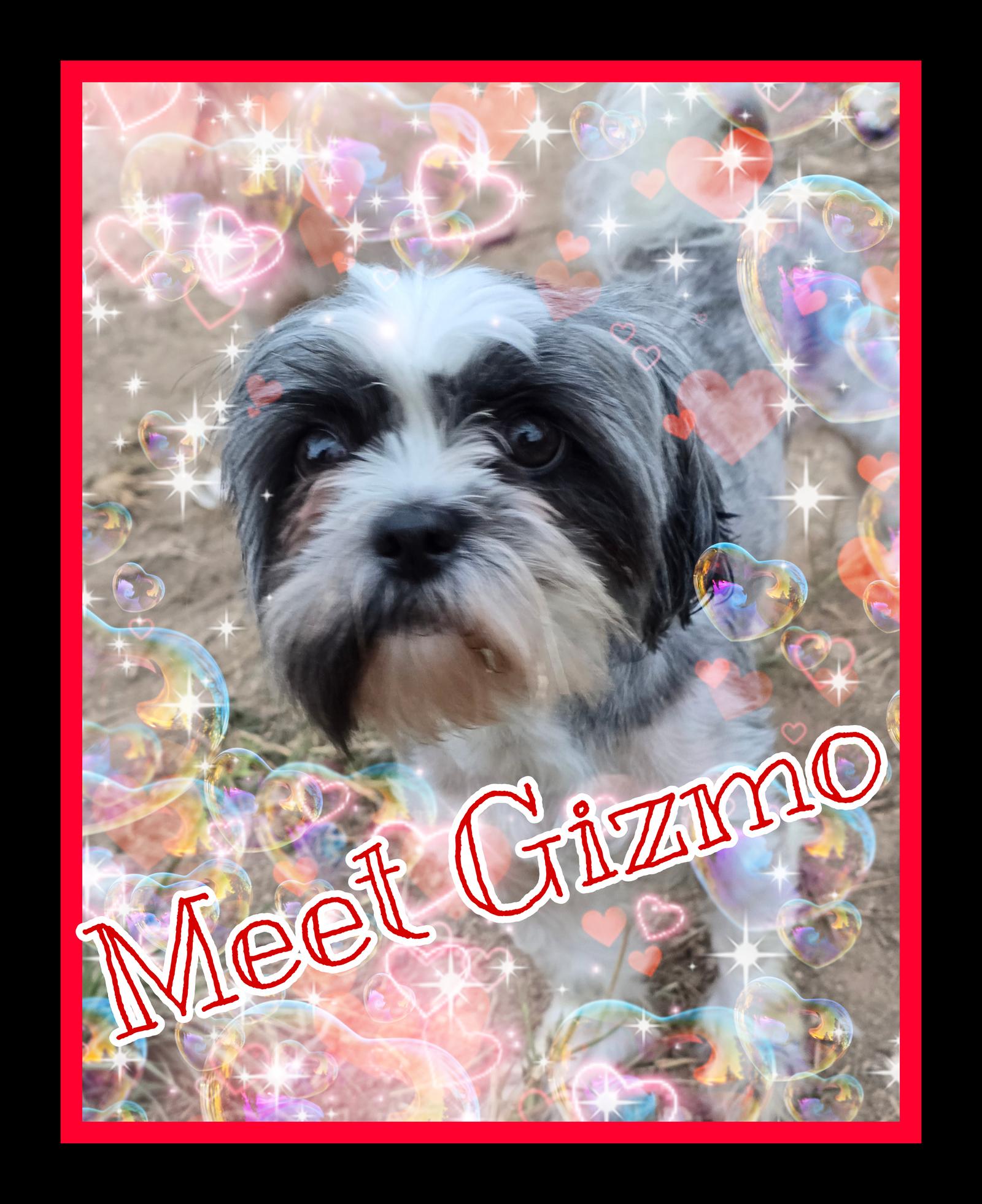 Enlarge Delilah, a Adopted Shih Tzu in San Antonio, TX image 1/3