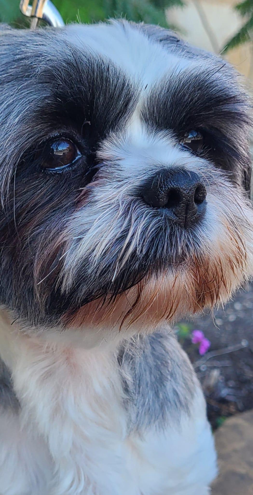 Enlarge Delilah, a Adopted Shih Tzu in San Antonio, TX image 2/3