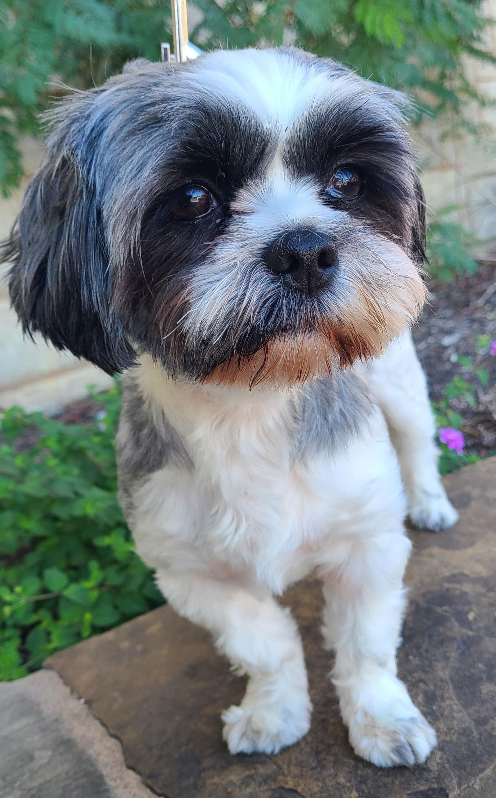 Enlarge Delilah, a Adopted Shih Tzu in San Antonio, TX image 3/3