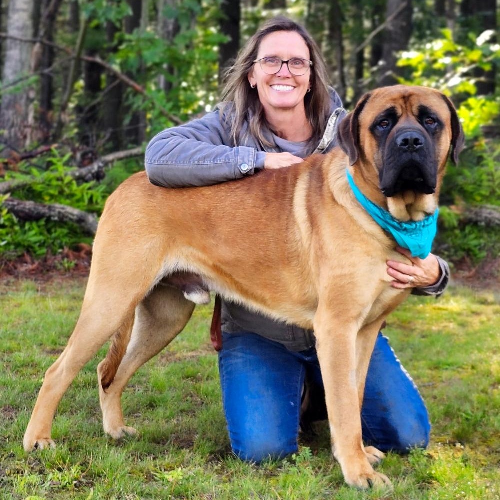 Groot, a Adoptable Bullmastiff in Cheboygan, MI image 1/6