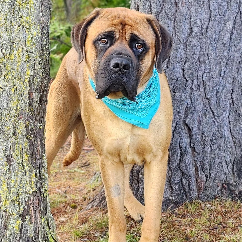 Groot, a Adoptable Bullmastiff in Cheboygan, MI image 3/6