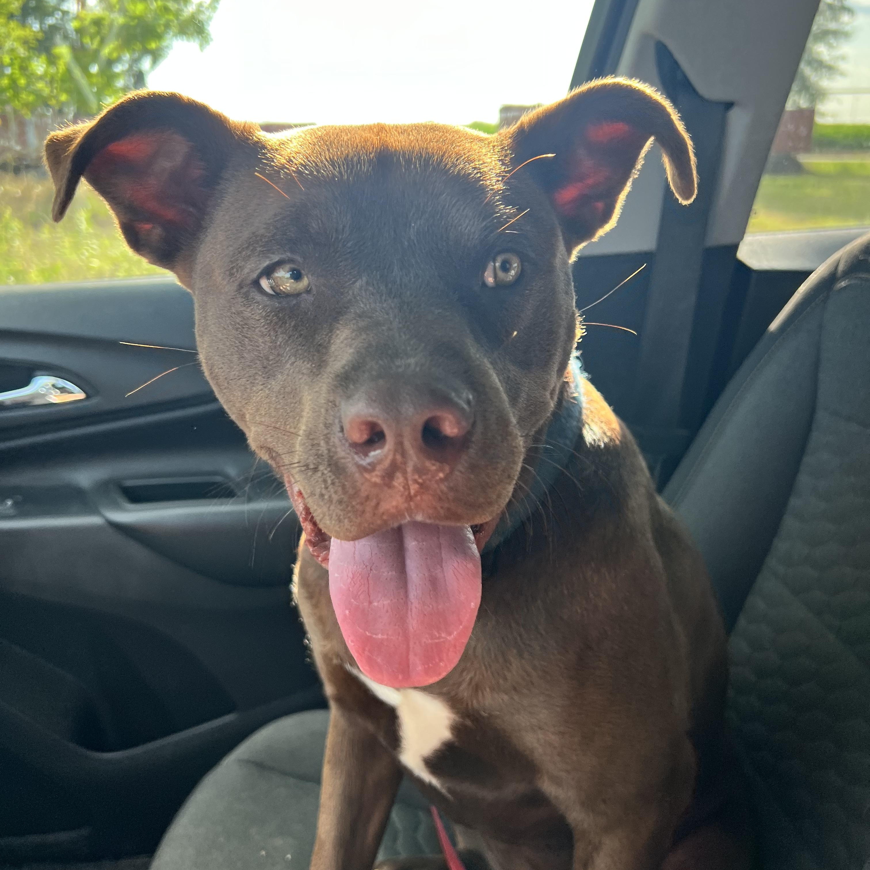 Dude, a Adoptable mixed breed in Leesburg, GA image 2/5