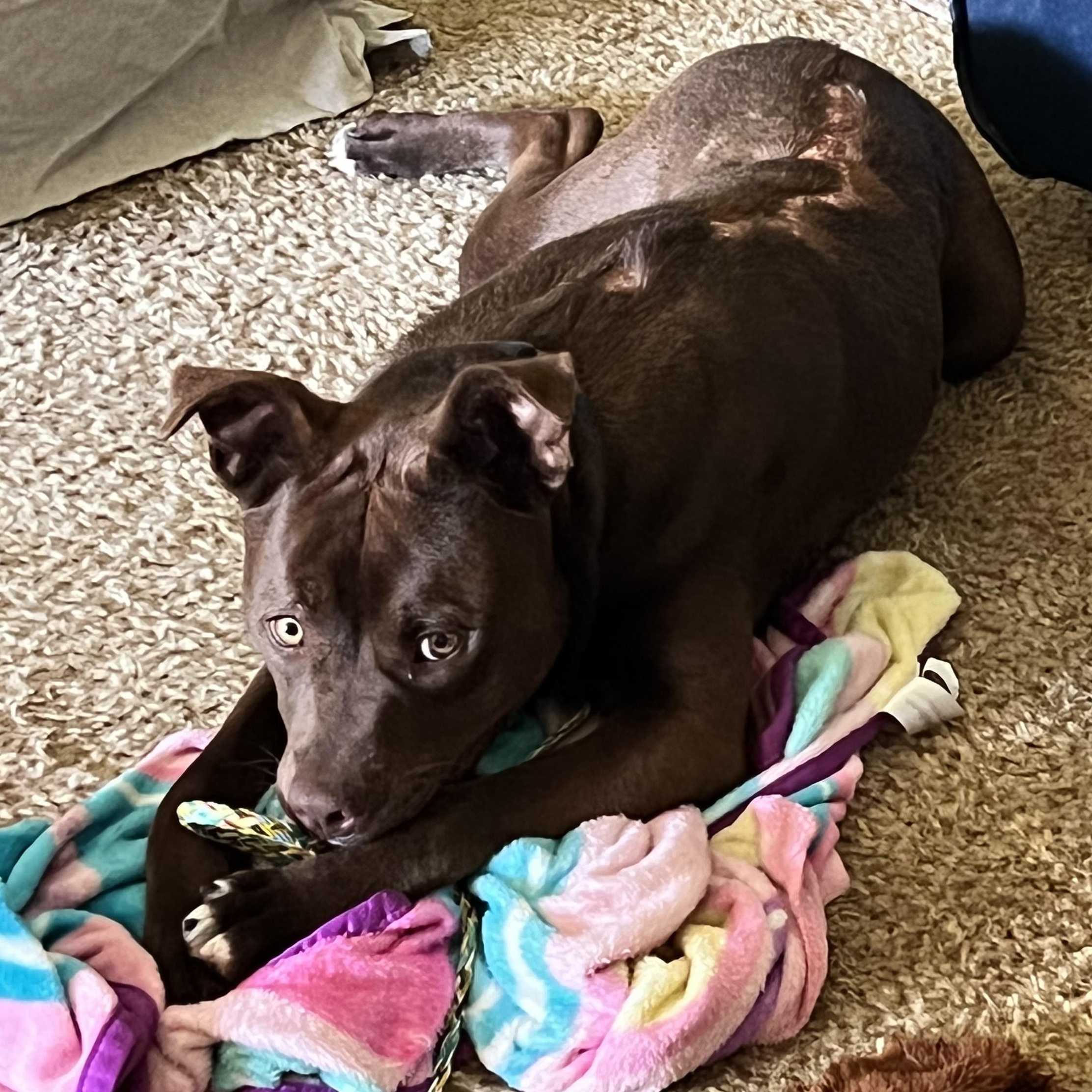 Dude, a Adoptable mixed breed in Leesburg, GA image 3/5