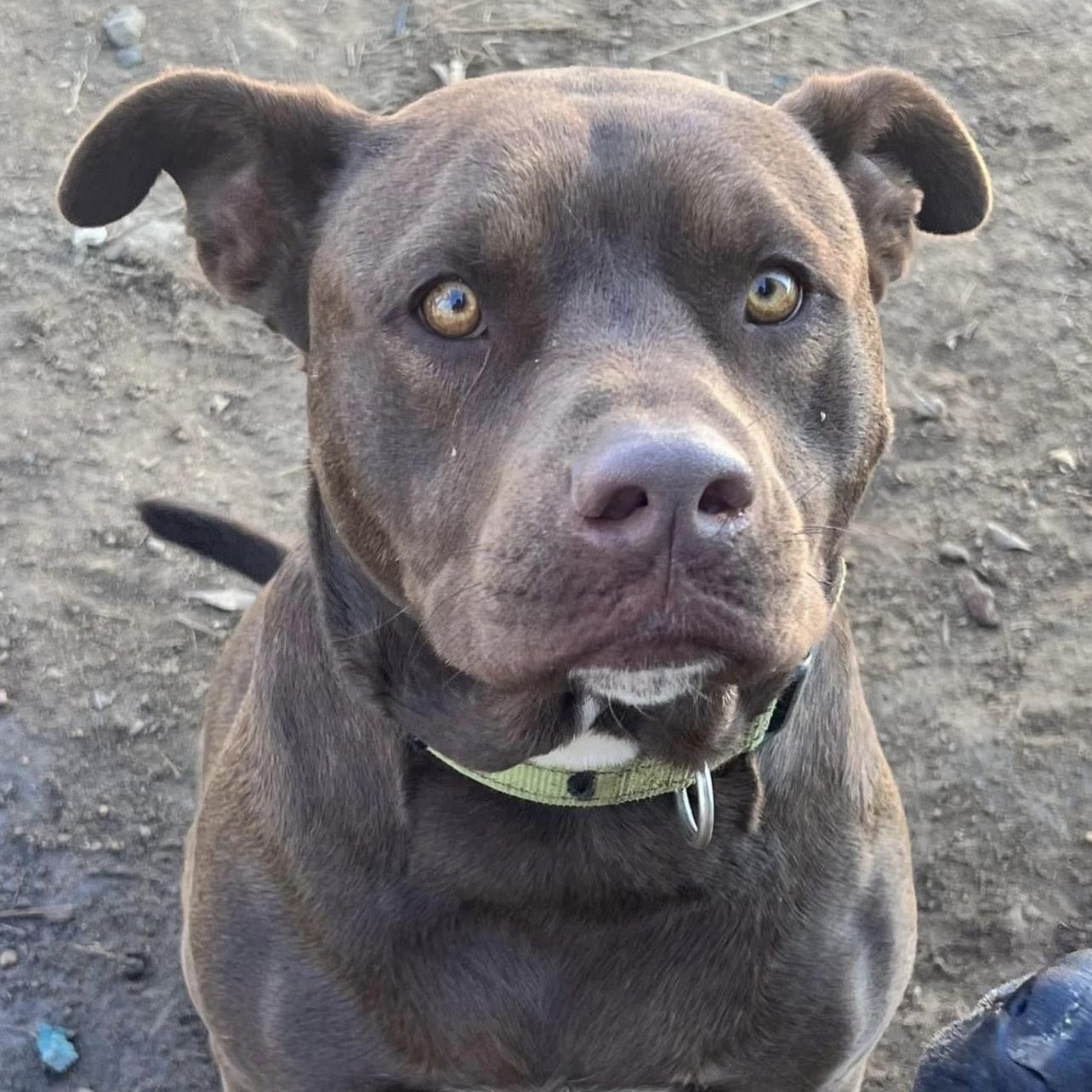 Dude, a Adoptable mixed breed in Leesburg, GA image 4/5