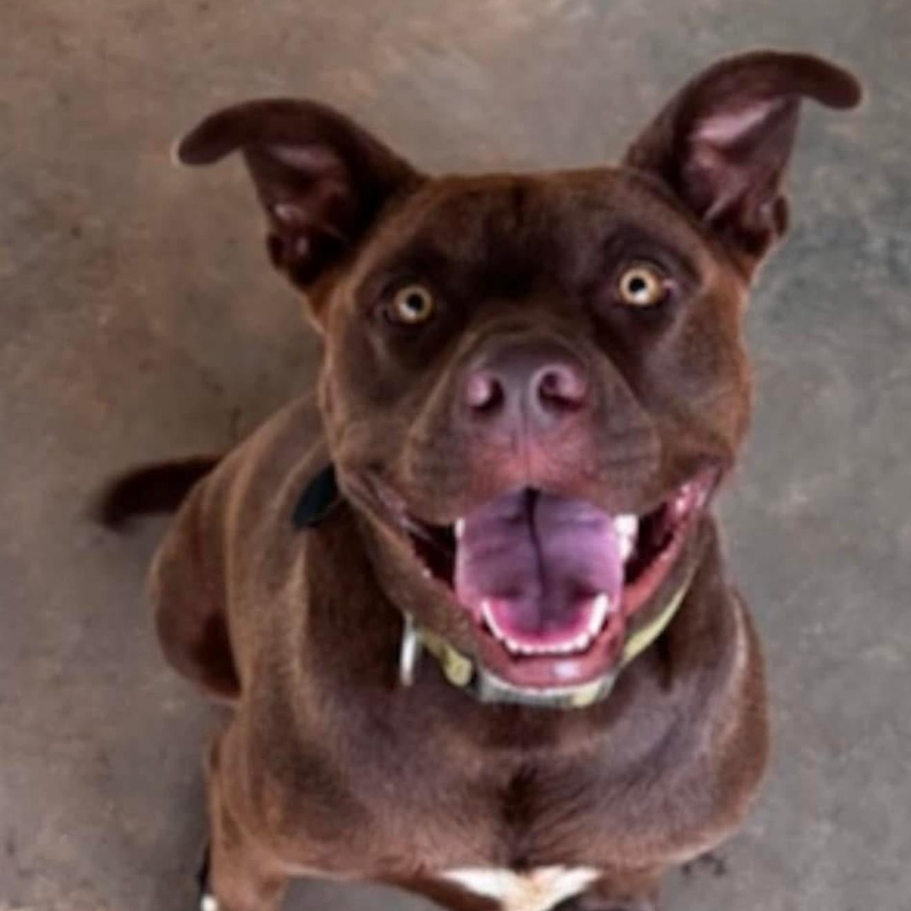 Dude, Adoptable, Young Male Bulldog.