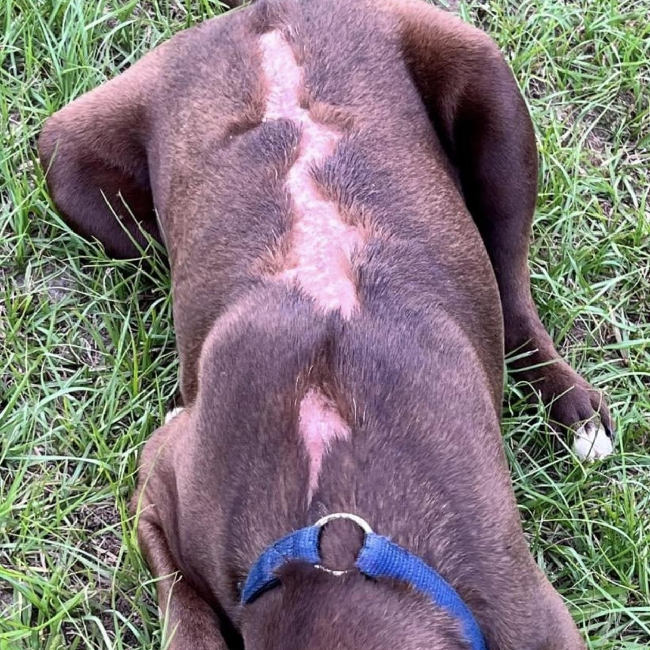 Dude, a Adoptable mixed breed in Leesburg, GA image 5/5