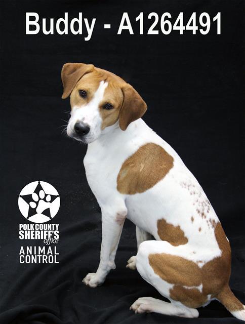 BUDDY, Adoptable, Young Male Foxhound & Mixed Breed.