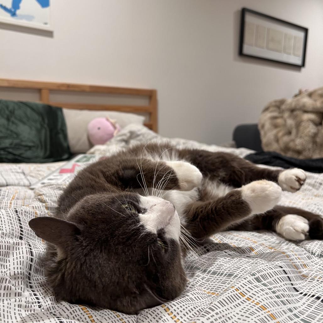 Dino — thumbnail 2