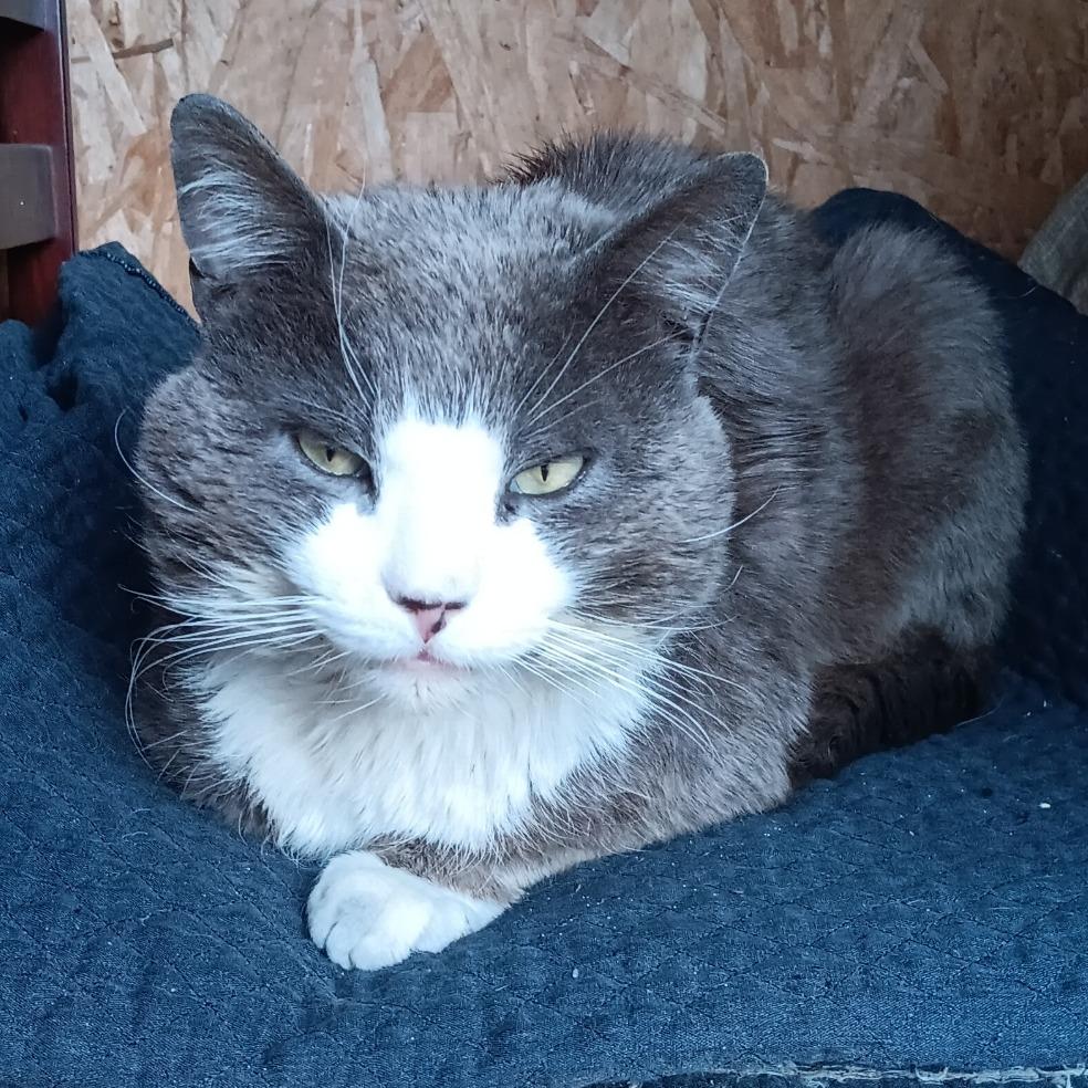 Dino — thumbnail 3