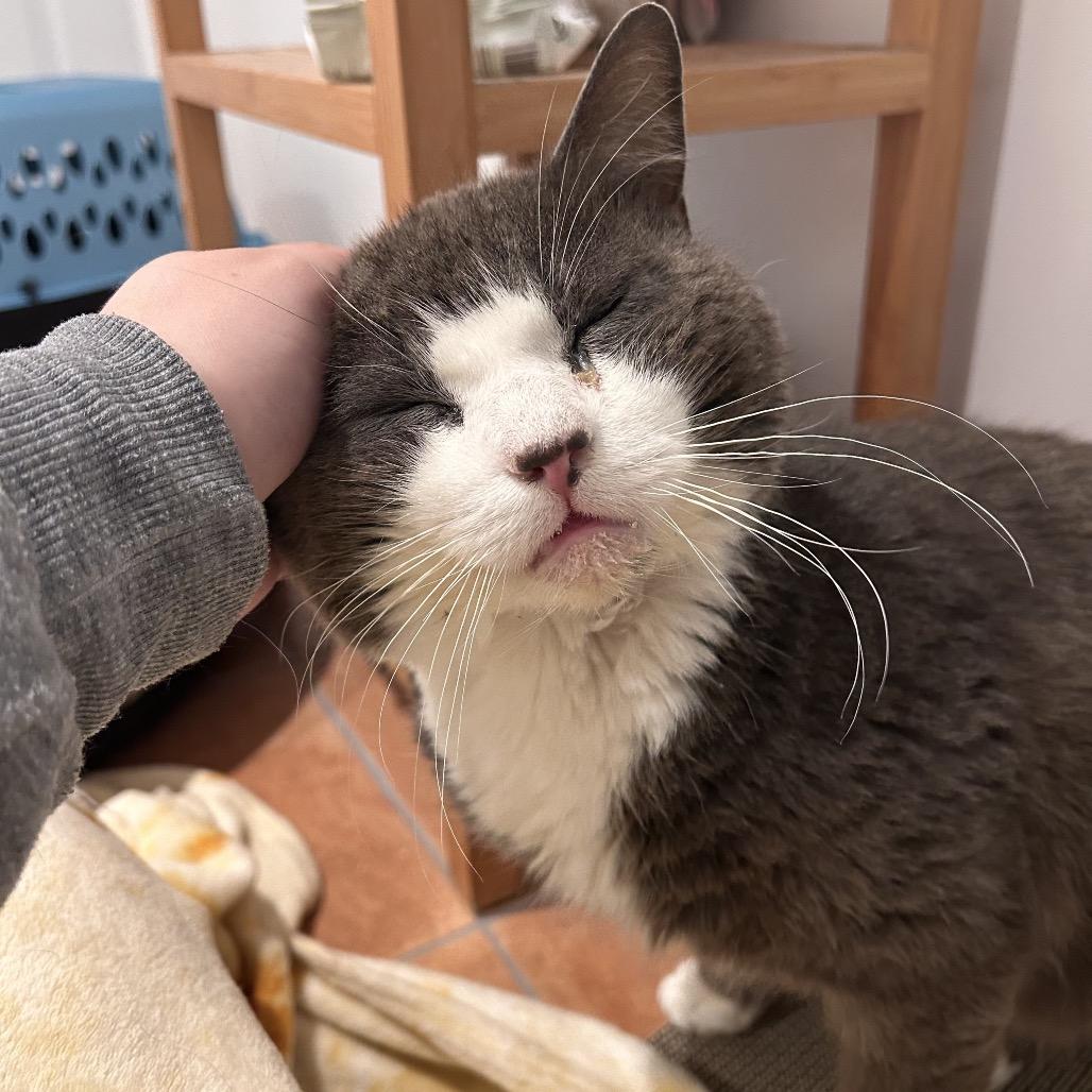 Dino — thumbnail 4