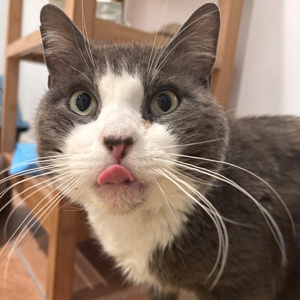 Dino — thumbnail 5