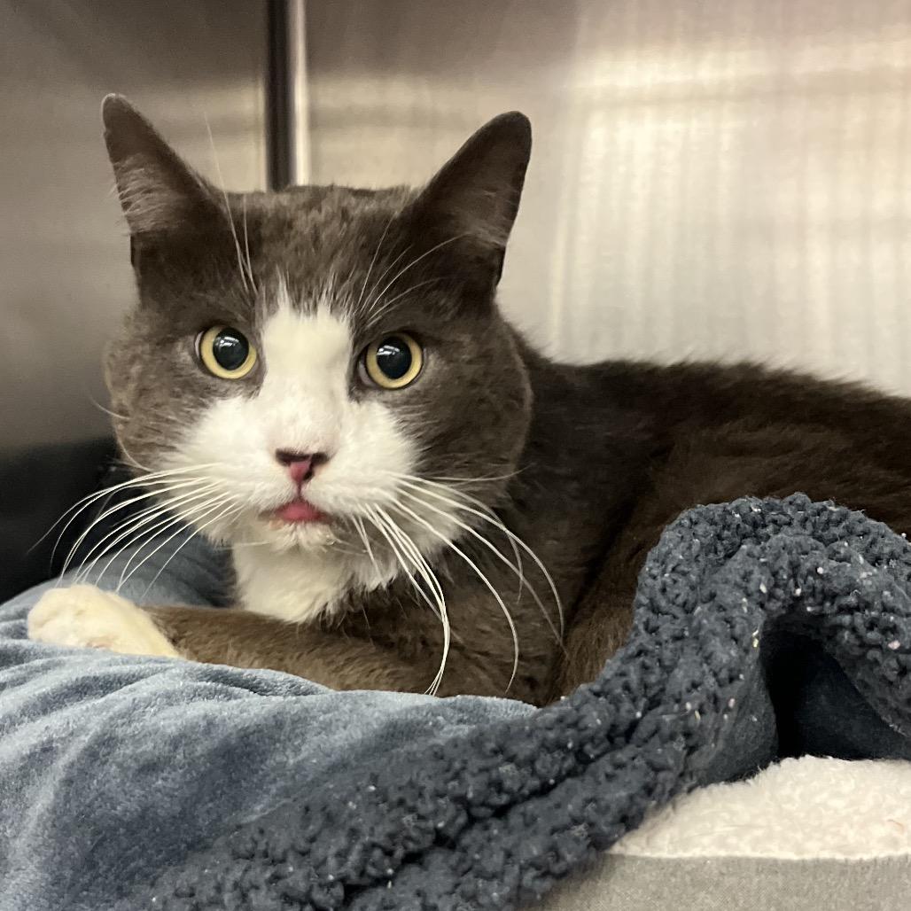 Dino — thumbnail 6