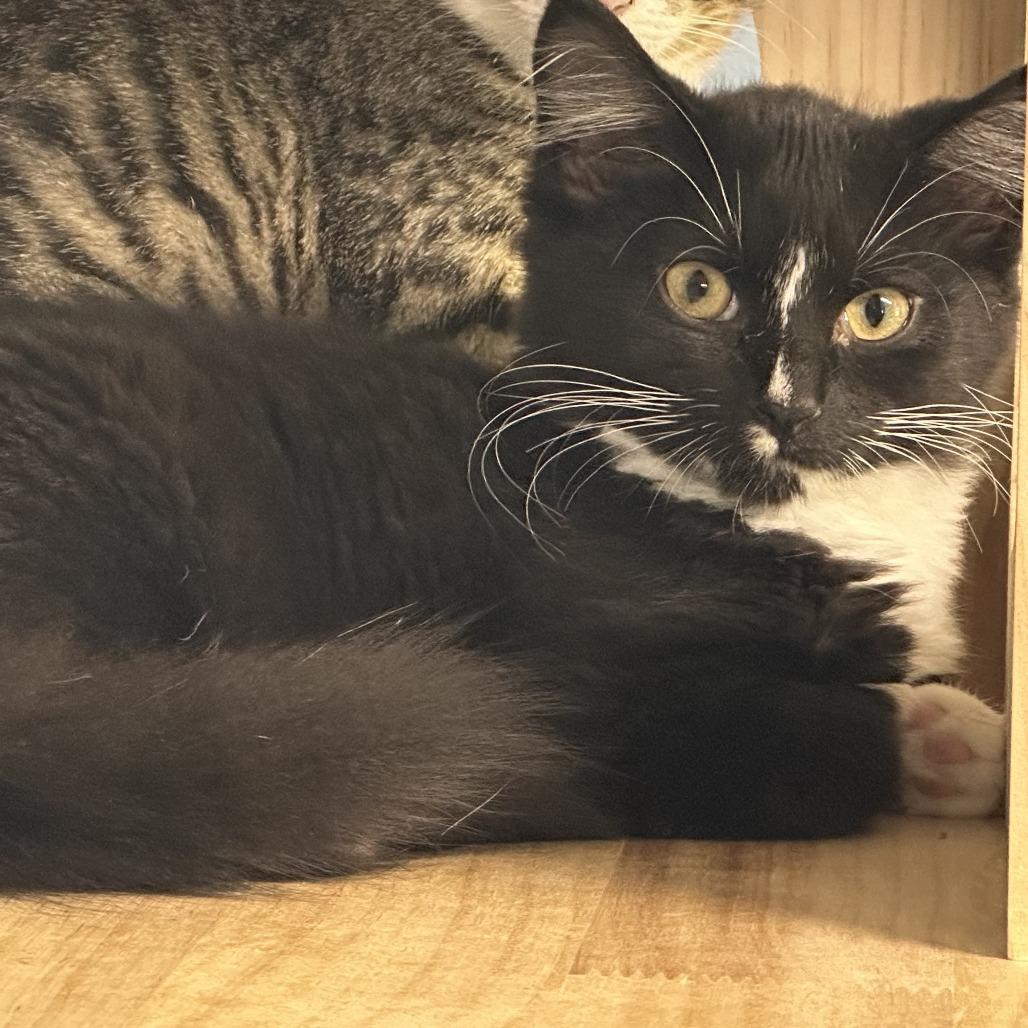 Enlarge Bootsy, a Adoptable Domestic Medium Hair in Opelika, AL image 1/1