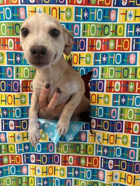 Enlarge Robin, a Adoptable mixed breed in Madison, GA image 1/1