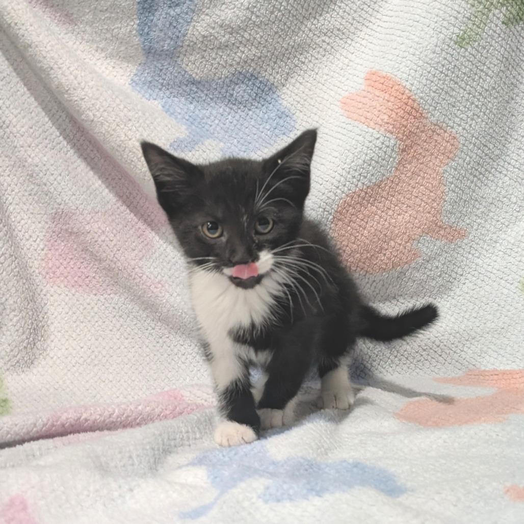 Enlarge Felix, a Adoptable Domestic Short Hair in Smithville, TN image 1/5