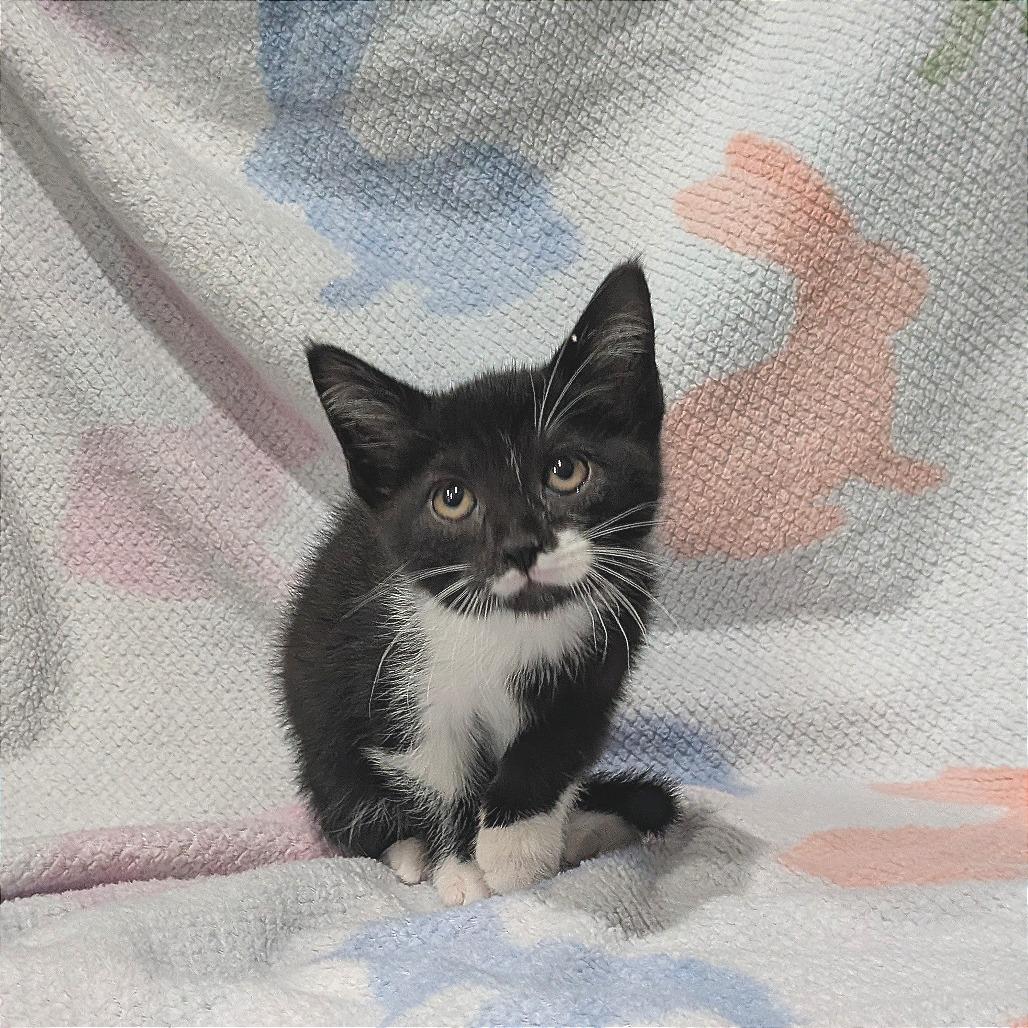 Enlarge Felix, a Adoptable Domestic Short Hair in Smithville, TN image 2/5