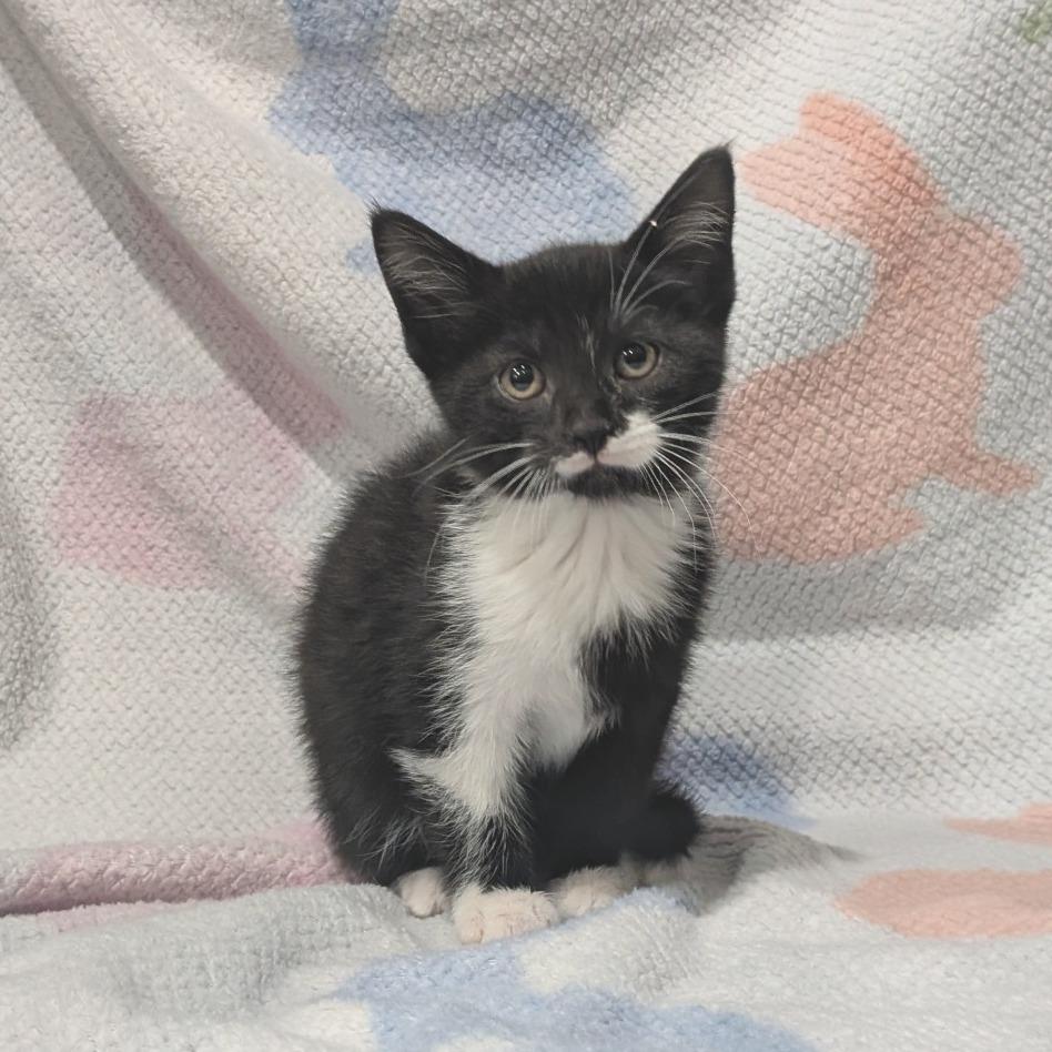 Enlarge Felix, a Adoptable Domestic Short Hair in Smithville, TN image 3/5