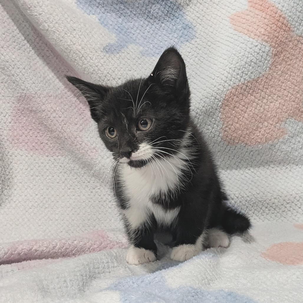 Enlarge Felix, a Adoptable Domestic Short Hair in Smithville, TN image 4/5