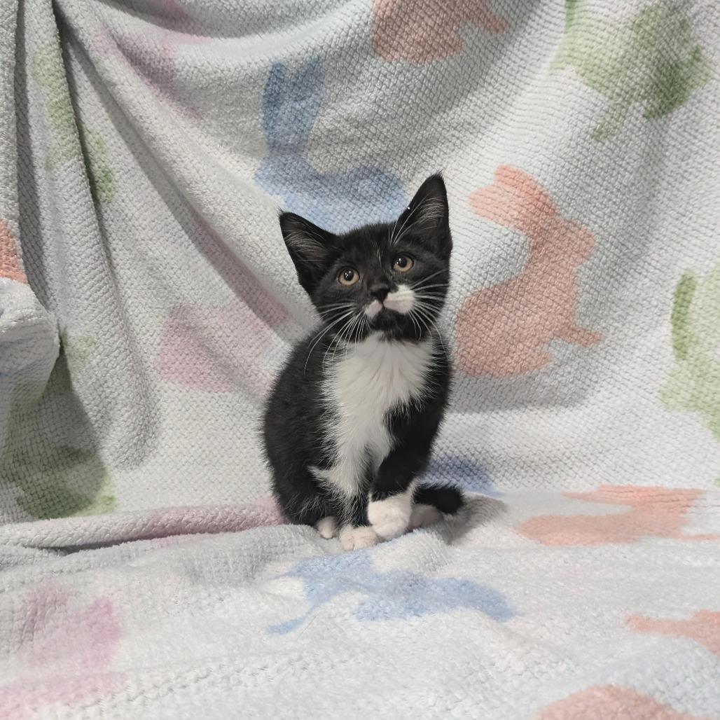 Enlarge Felix, a Adoptable Domestic Short Hair in Smithville, TN image 5/5