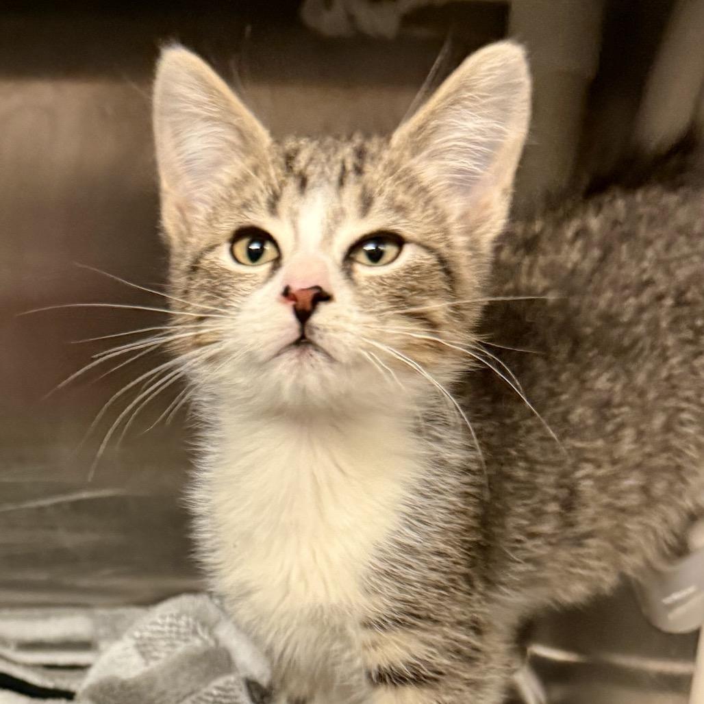 Enlarge Thai Tea, a Adoptable Domestic Short Hair in Riverside, CA image 1/2