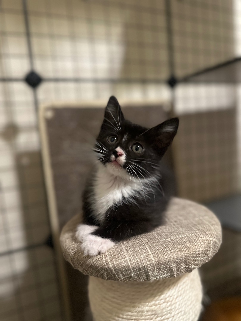 Enlarge Karma, a Adopted Domestic Medium Hair in Fresno, CA image 1/1