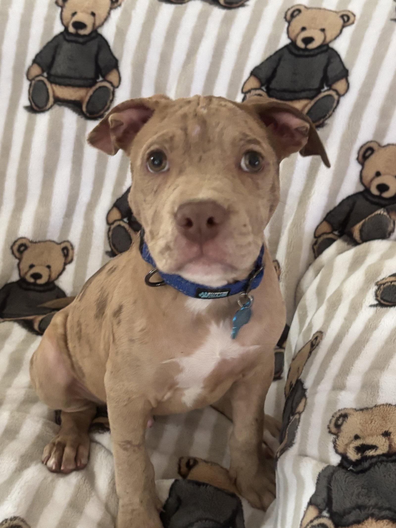 Huck, Adopted, Puppy Male Pit Bull Terrier.