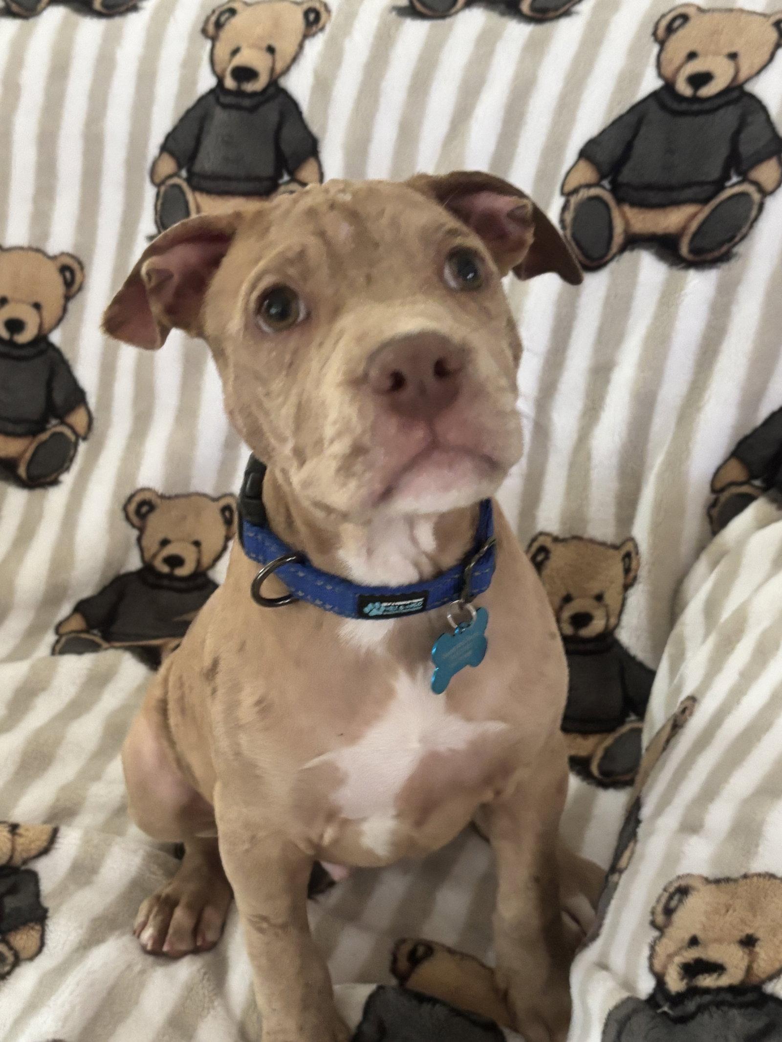 Enlarge Huck, a Adopted Pit Bull Terrier in Shreveport, LA image 2/3