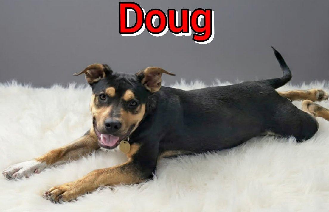 Enlarge Doug, a ADOPTABLE mixed breed in Grove, OK image 3/4
