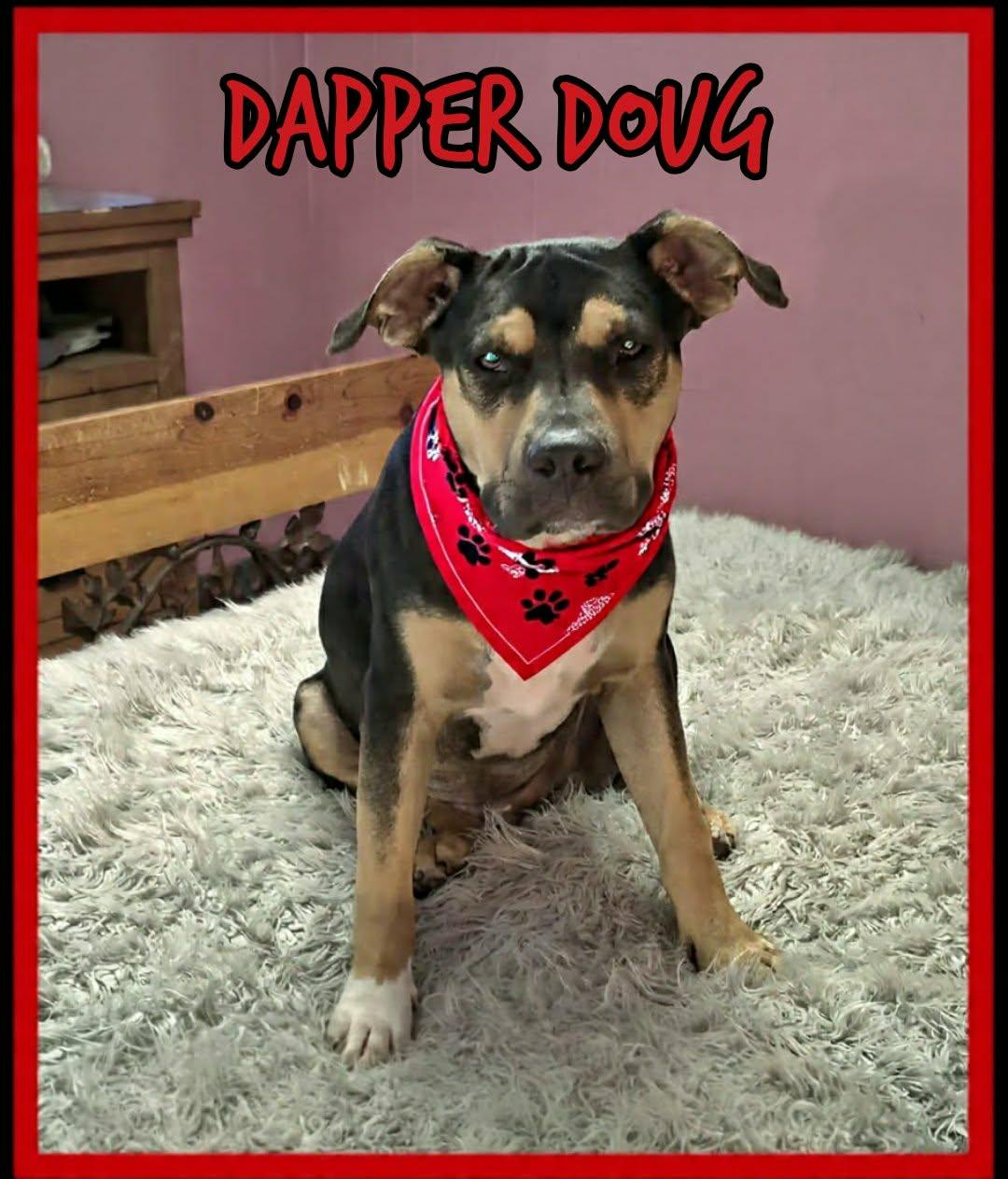 Enlarge Doug, a ADOPTABLE mixed breed in Grove, OK image 4/4