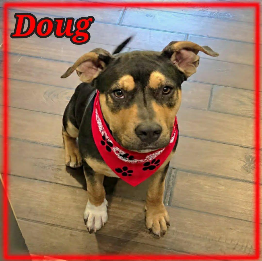 Enlarge Doug, a ADOPTABLE mixed breed in Grove, OK image 2/4