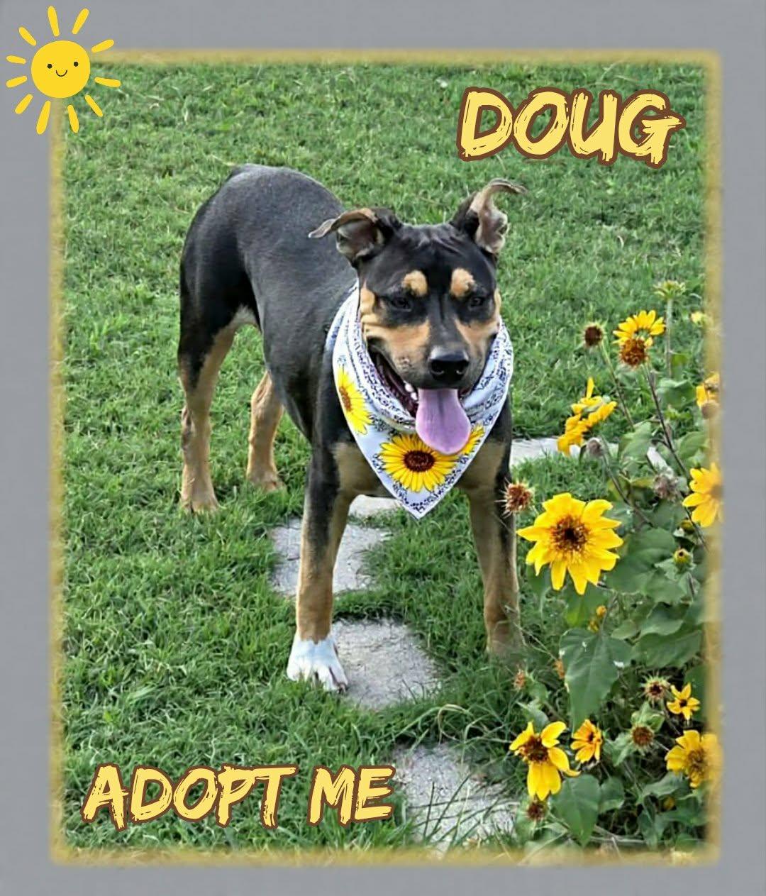 Doug, ADOPTABLE, Young Male American Staffordshire Terrier & Australian Kelpie.