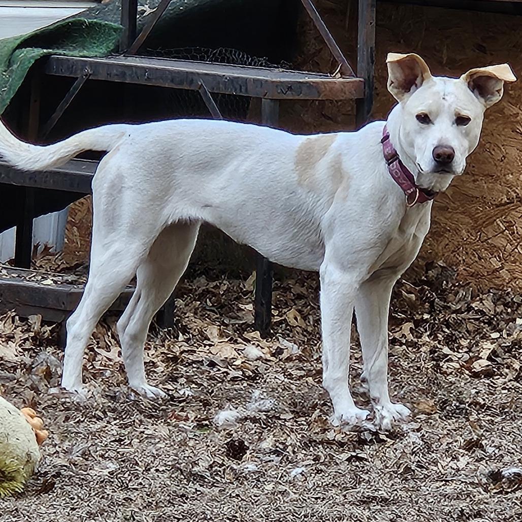 Lola, Adoptable, Adult Female Carolina Dog.