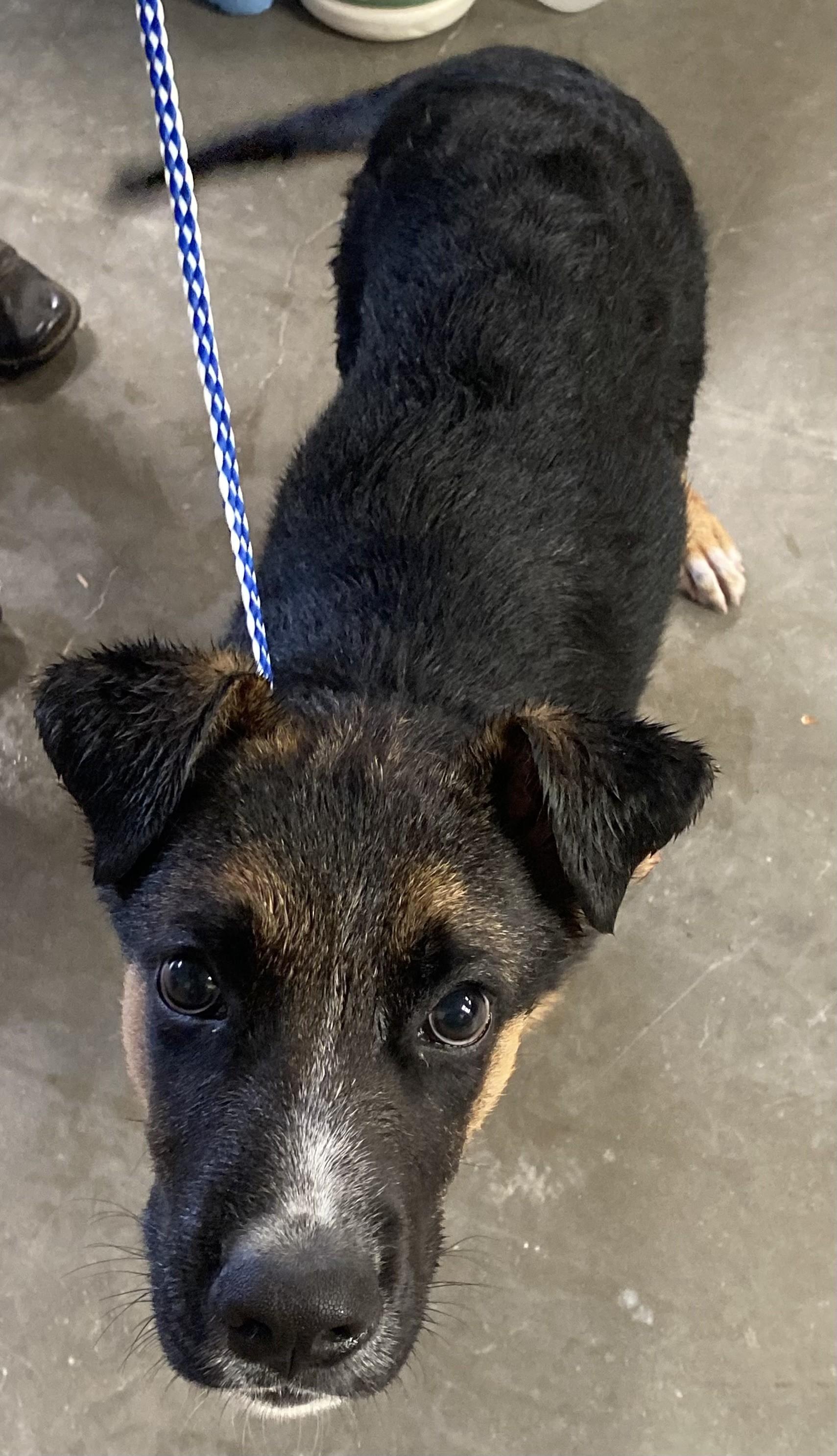 Enlarge Chewy, a Adopted German Shepherd Dog in Lovelock, NV image 2/6