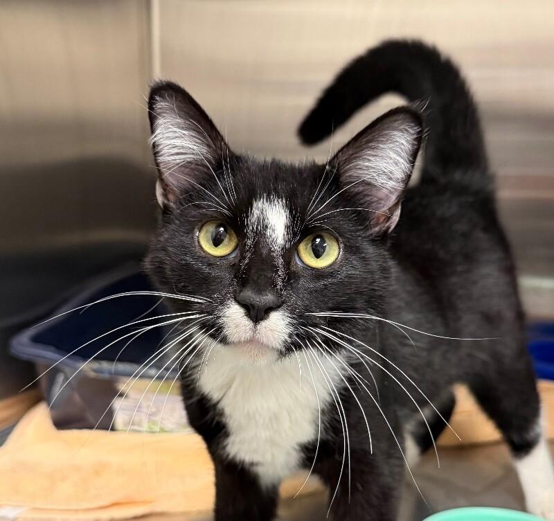 Topaz, Adoptable, Young Male Domestic Short Hair.