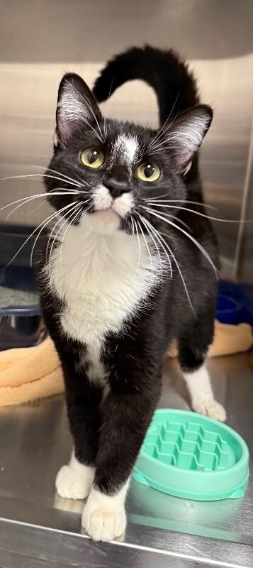Topaz, a Adoptable Domestic Short Hair in Yankton, SD image 2/2