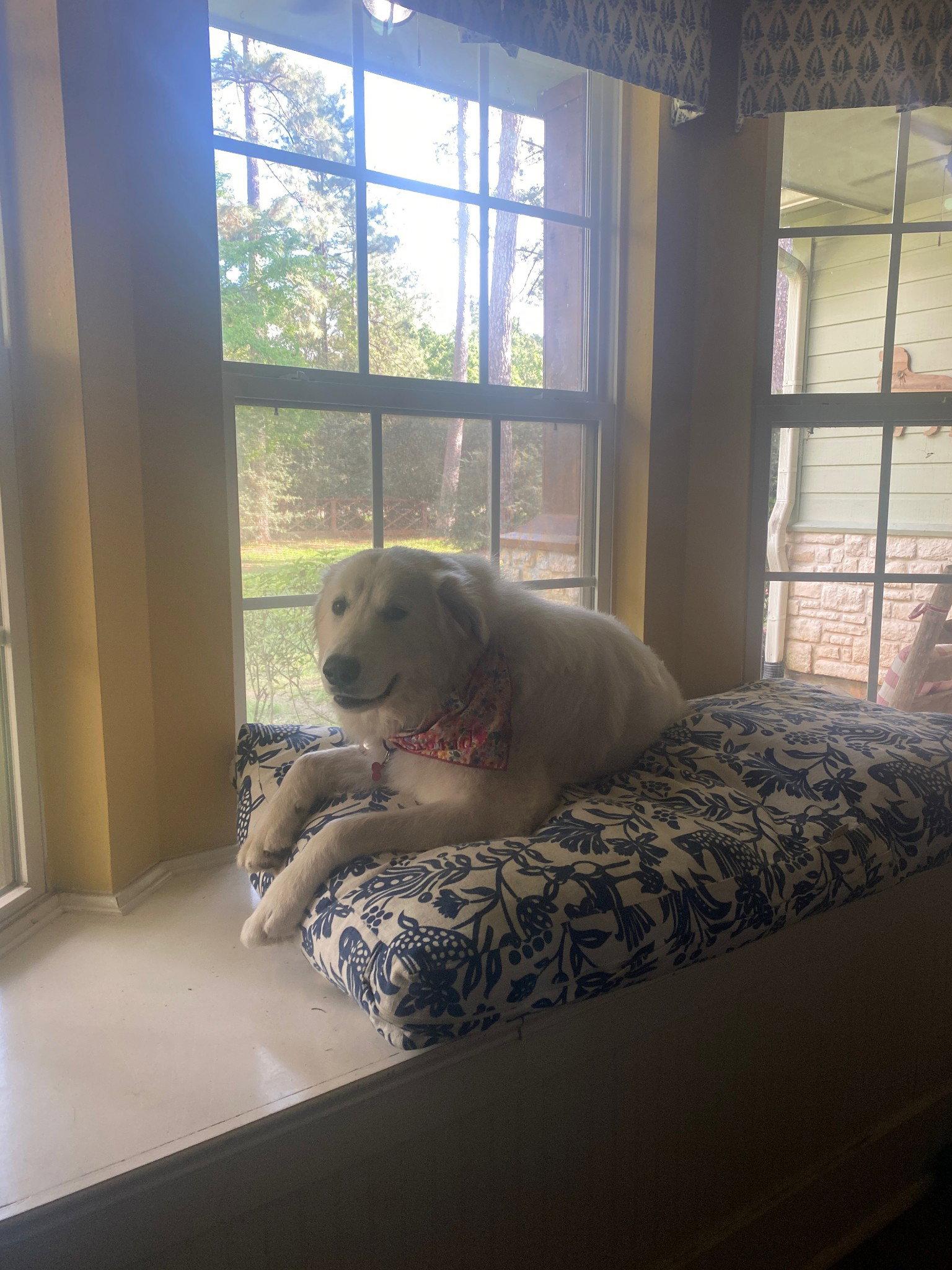 Enlarge Sigrid, a Adoptable Great Pyrenees in Houston, TX image 1/3